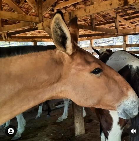 Burro de patrão