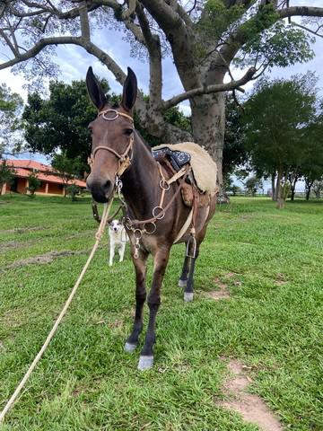 Burro marchador