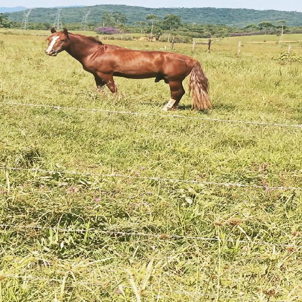 Cavalo criolo vilão da dom molon