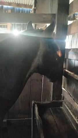 Cavalo manso bom de laço r$ 2000