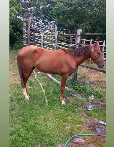 Cavalo mestiço de quarto de milha