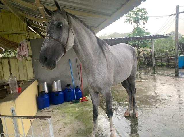 Vende se 1 cavalo manga larga com lusitano e vende 1 pônei