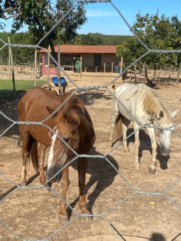 Vende se um cavalo e uma égua e uma charrete.