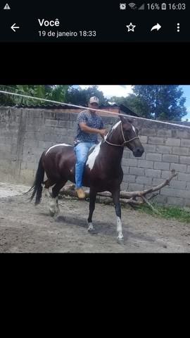 Vendo egua mangalarga marchador