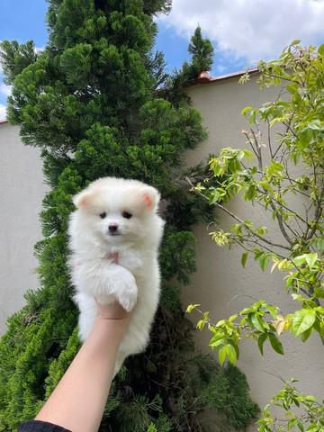 spitz alemão a melhor companhia