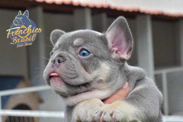 Filhotes bulldog francês fêmeas, cor lilac tan, platinum e