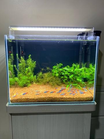 Aquário plantado 30l