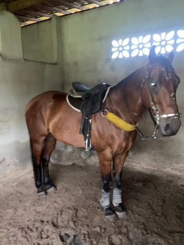 Cavalo de direita a venda