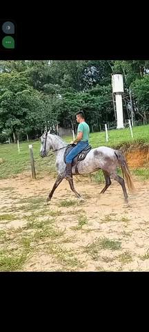 Cavalo MM