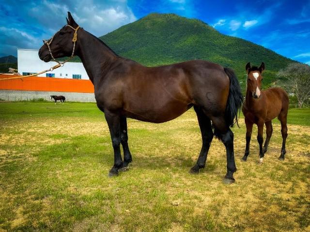 Cavalo/égua crioula (égua de cria)