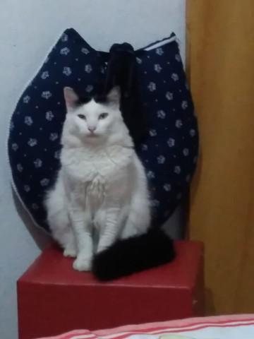 Linda gata para adoção