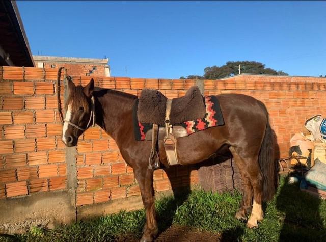 Gua crioula confirmada de laço bem domada