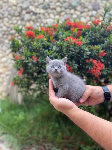 British shorthair filhotes ?