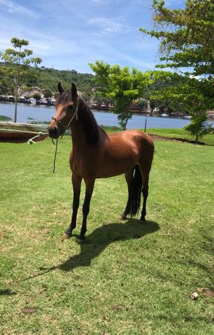 Cavalo mangalarga marchador