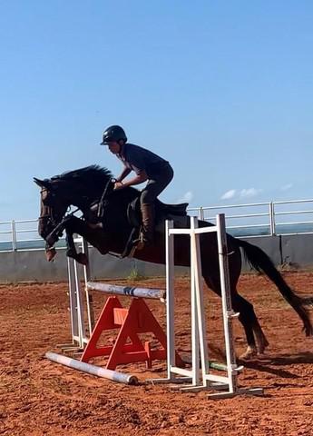 Cavalo da raça brasileiro de hipismo