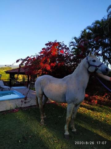 Cavalo quarto de milha treinado em três tambores.