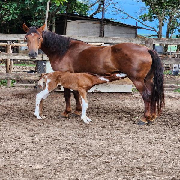 Vendo Lindas Égua e Potra Mangalarga Paulista Puras