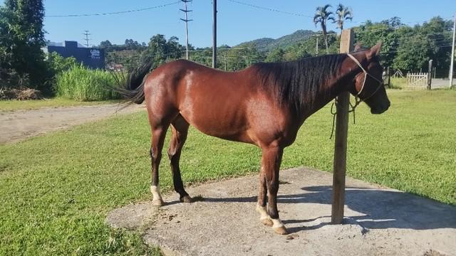 Vendo cavalo qm