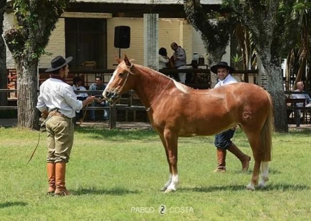 Gua top premiada! de parar rodeio!