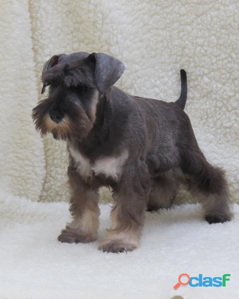 Schnauzer mini filhotes disponíveis