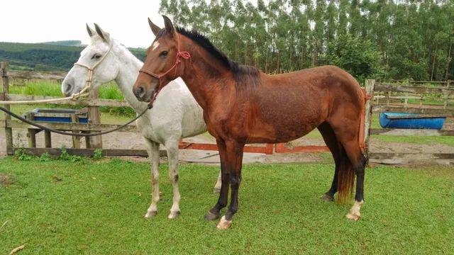 02 Éguas MangaLarga Domadas e Prenhes de Pampa Homozigoto