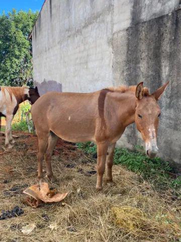 Burro bom de sela