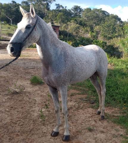 Cavalo Mangolina Tordilho Pedrês de Castanho Novo! 5 anos,