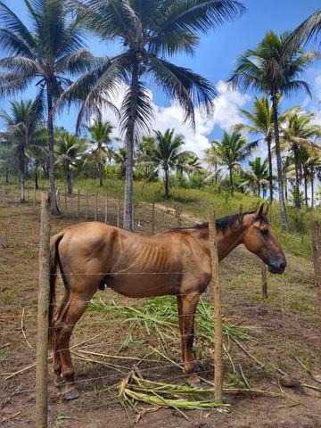 Cavalo campolina registrado inteiro