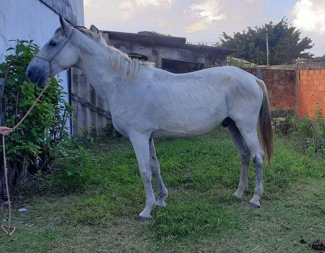 Cavalo de marcha picada