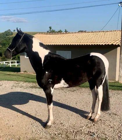 Cavalo pampa de preto paulista