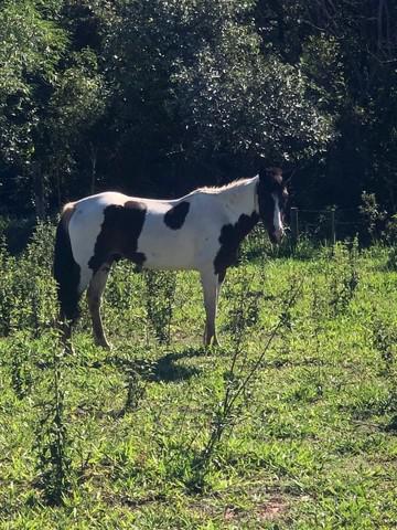 Cavalo quarto de milha