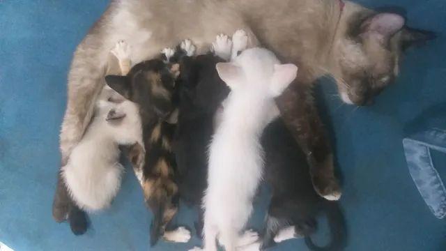 Doação de gatinhos