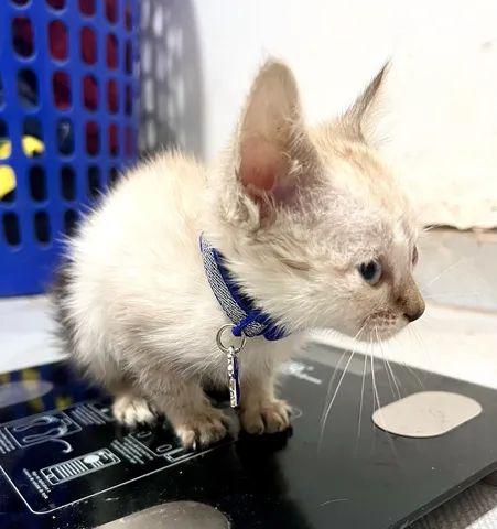 Doação de gato filhote macho!