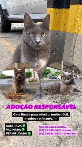 Gata fêmea para adoção responsável