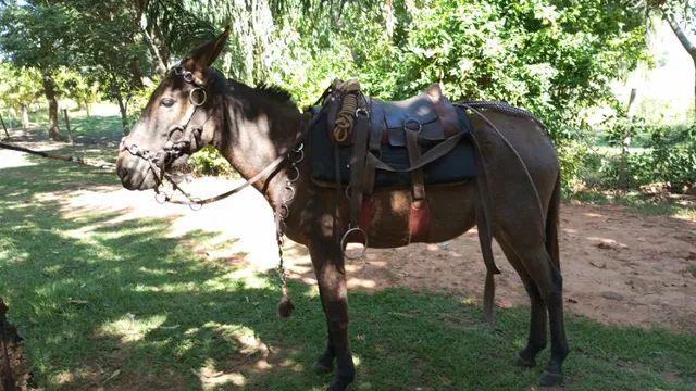 TRAIA ARGOLA 17 TRANÇADA NO COURO CRU por R$2.500,00