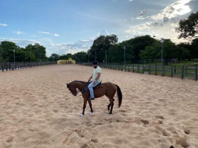 Cavalo bem iniciado na esteira