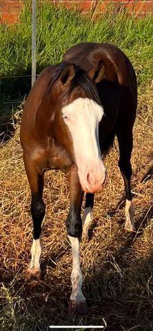 Cavalo quanto de milha