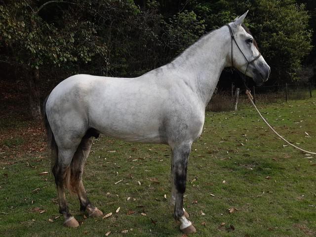 Garanhão mangalarga marchador