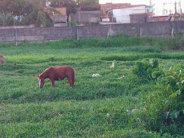 Potra mestiça de poney já mansa