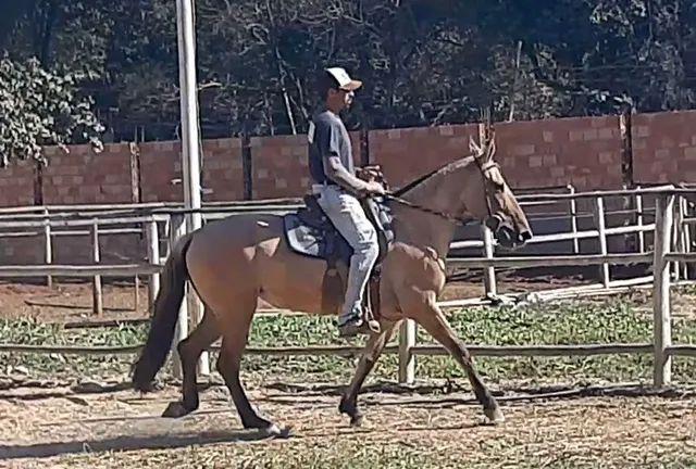 Gua campolina máquina de marcha picada !! oportunidade