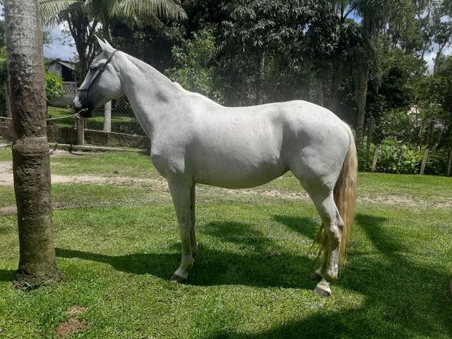 gua de sela, charrete e carroça (cavalo) linda