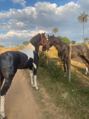 2 lindos cavalos manga larga