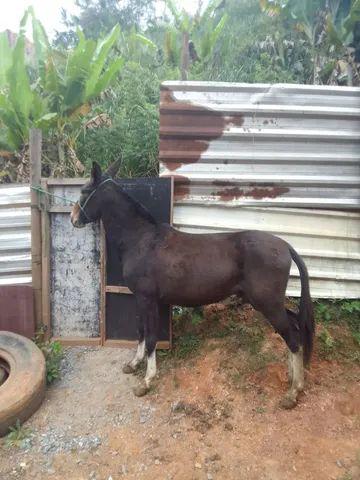 Burro preto calçado