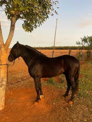 Cavalo mangalarga marchador