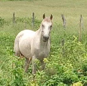 Cavalo tordilho MM em Guanambi -Bahia