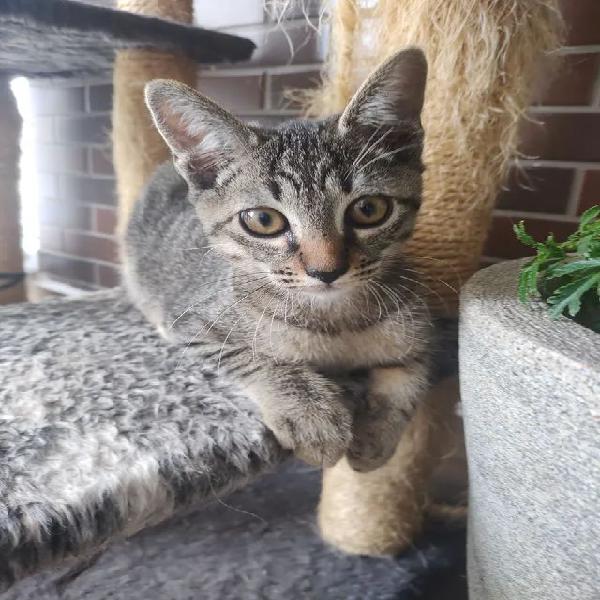 Gato bebê de 4 meses para doação