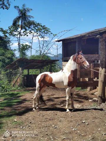 Mangalarga marchador