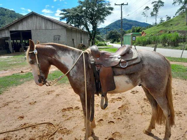 Potro oveiro a venda