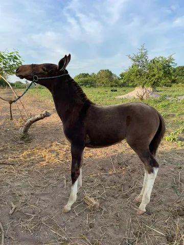 Vendo burro