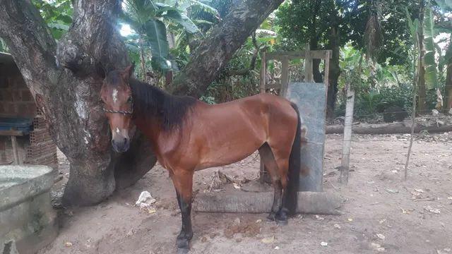 Cavalo de esteira 3000$